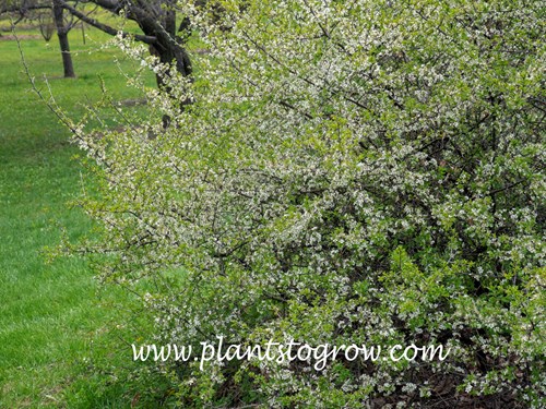 Blackthorn (Prunus spinosa)
